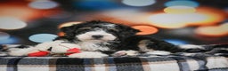 Mini Bernedoodle dogs for sale: Marco - Ad 7