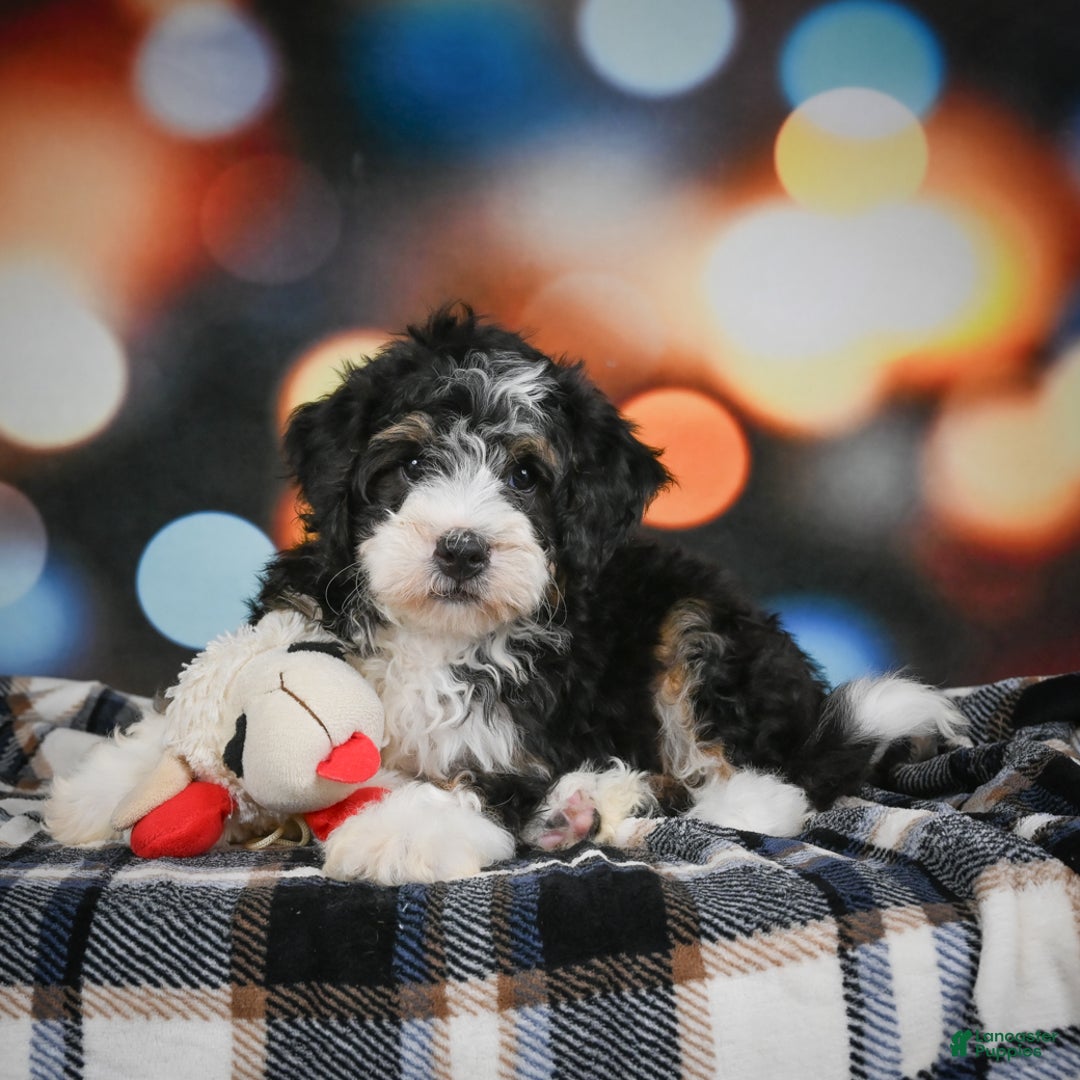 Mini Bernedoodle dogs for sale: Marco - Ad 7