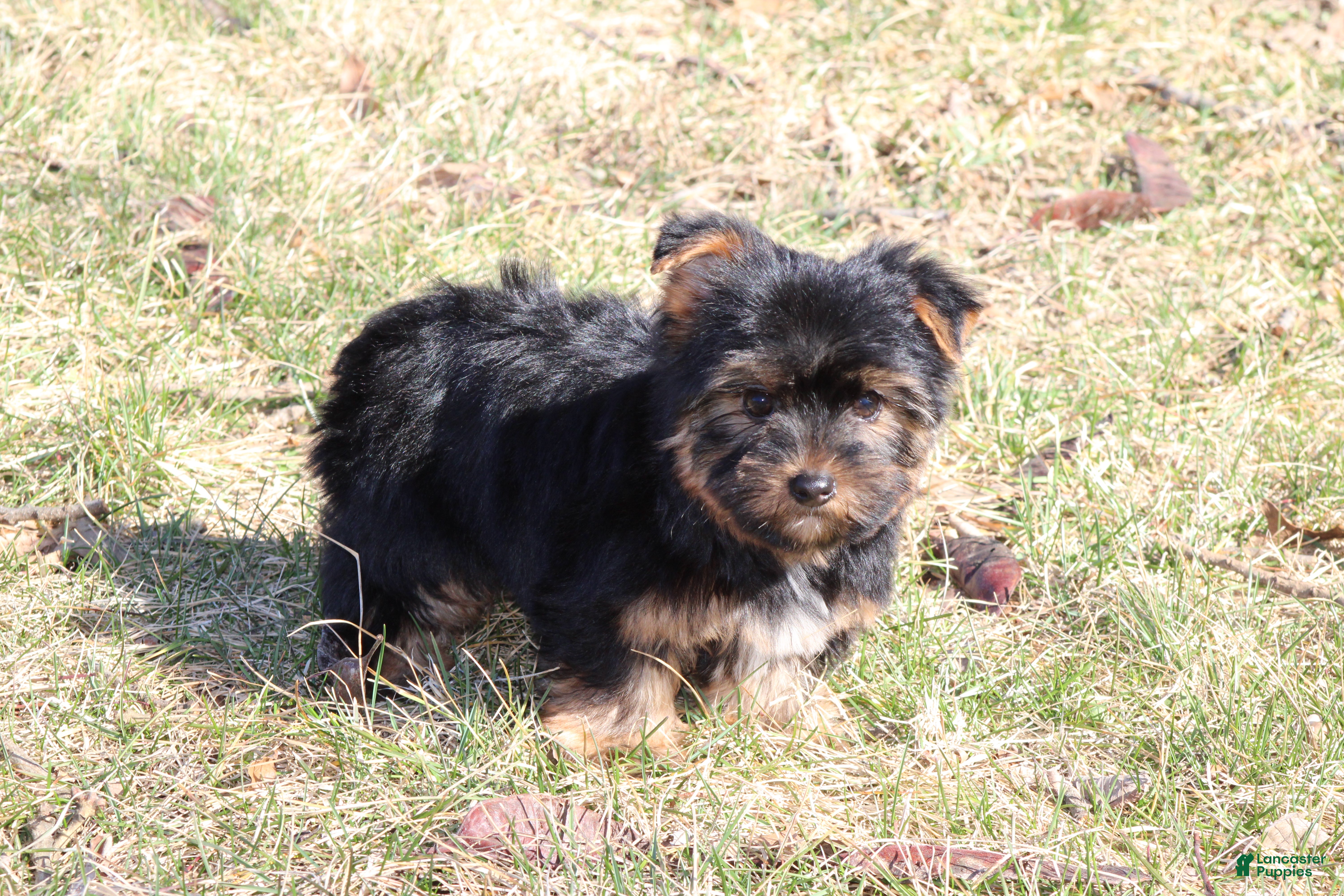 Yorkshire Terrier dogs for sale: London - Ad 2