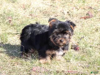 Yorkshire Terrier dogs for sale: London - Ad 2