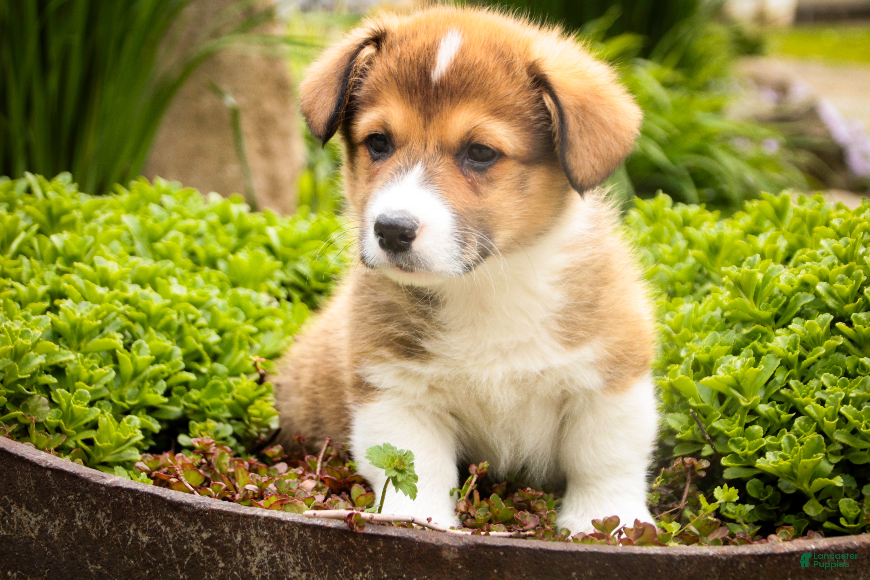 Welsh Corgi Pembroke dogs Gene - Ad 2