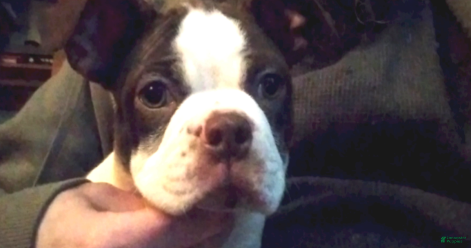 Boston Terrier dogs Sally O'Malley - Ad 2