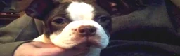 Boston Terrier dogs for sale: Sally O'Malley - Ad 2