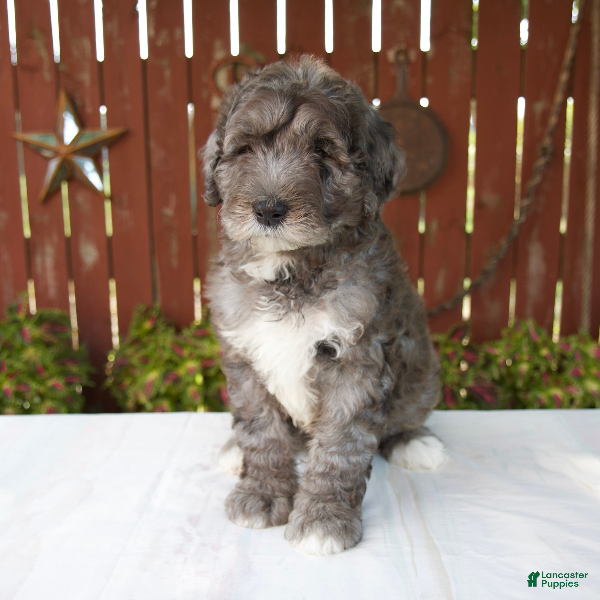 Giant Schnoodle dogs Marybeth - Ad 1
