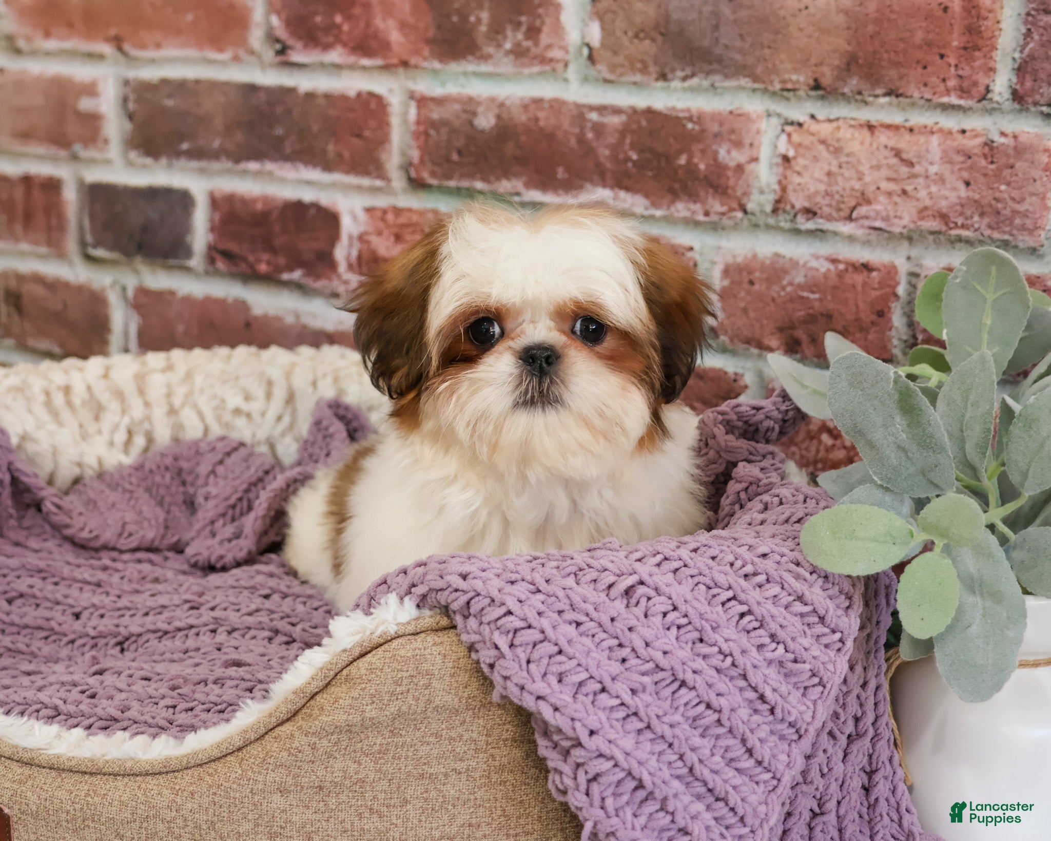 Shih Tzu dogs Dolly - Ad 37