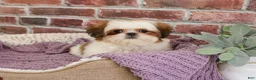Shih Tzu dogs for sale: Dolly - Ad 1
