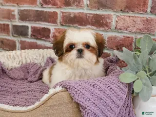 Shih Tzu dogs Dolly - Ad 37
