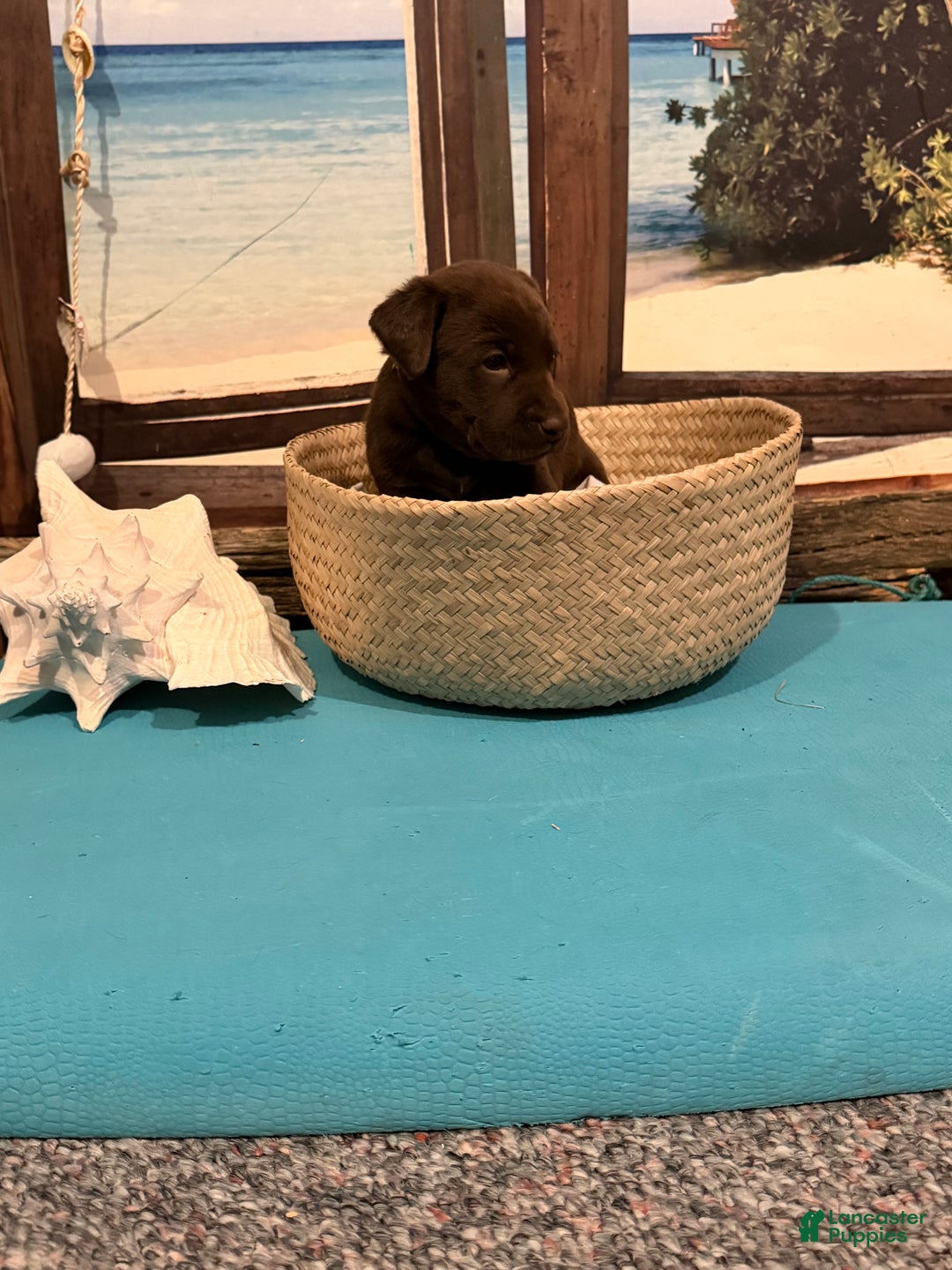 Labrador Retriever dogs for sale: Labrador Retriever ANNA MARIA - Ad 1