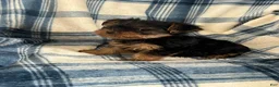 Yorkshire Terrier dogs for sale: Yorkshire STANLEY Boy - Ad 4