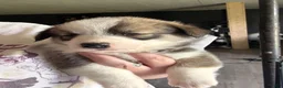 Welsh Corgi Pembroke dogs for sale: Lilly - Ad 3