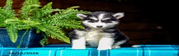 Pomsky dogs for sale: Tigger - Ad 5