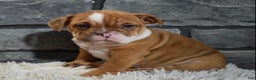 Mixed Breed dogs for sale: Reba - Ad 3