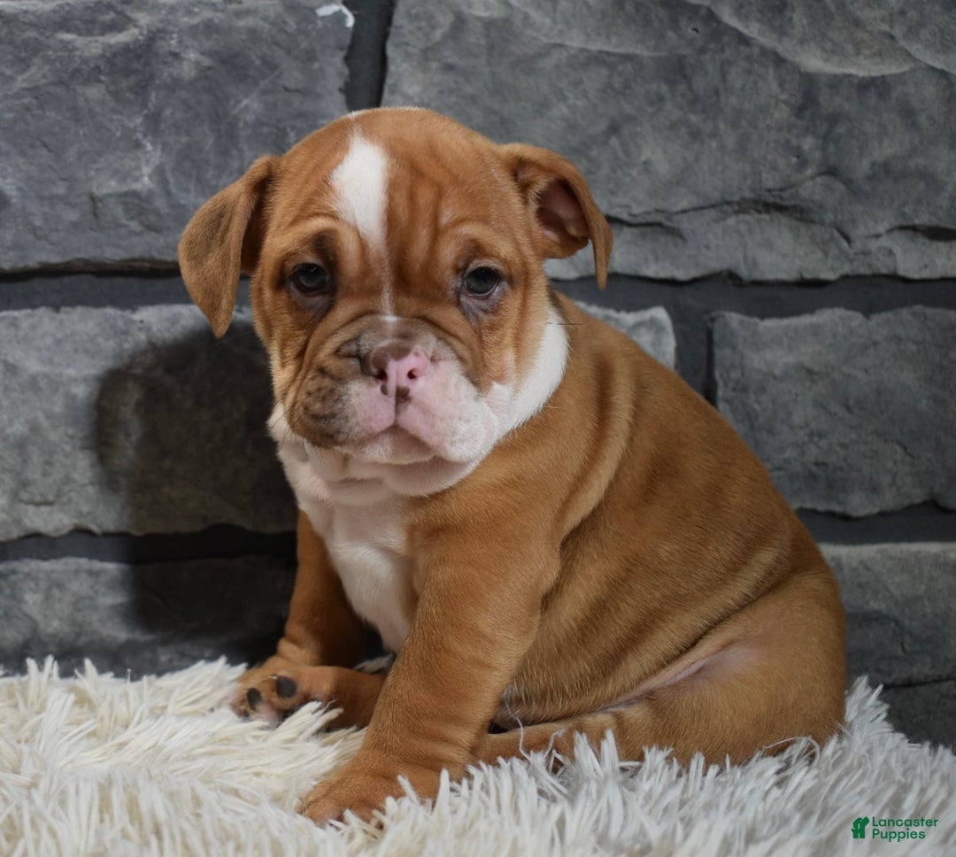 Mixed Breed dogs for sale: Reba - Ad 3