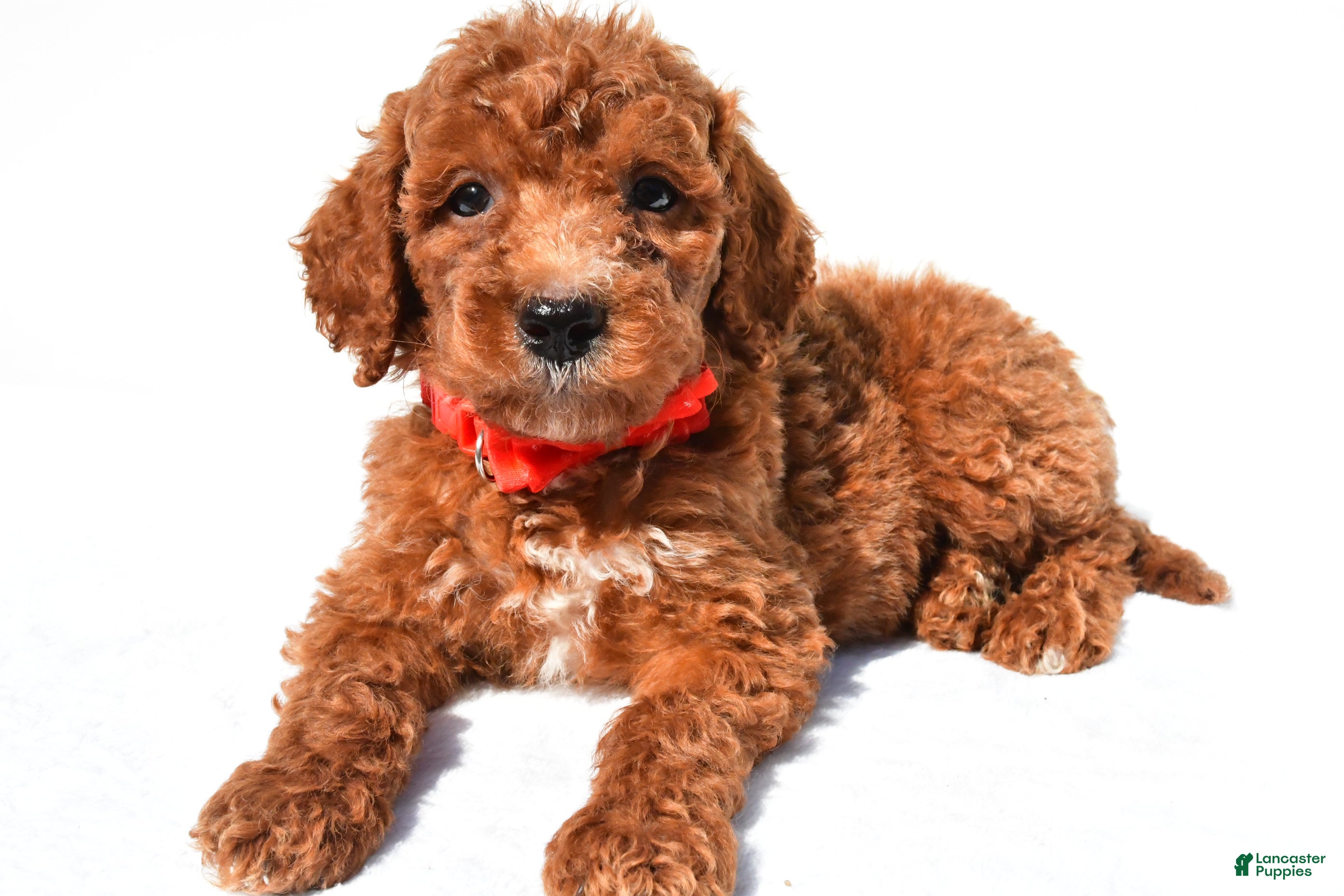 Standard Poodle dogs Alexander - Ad 1
