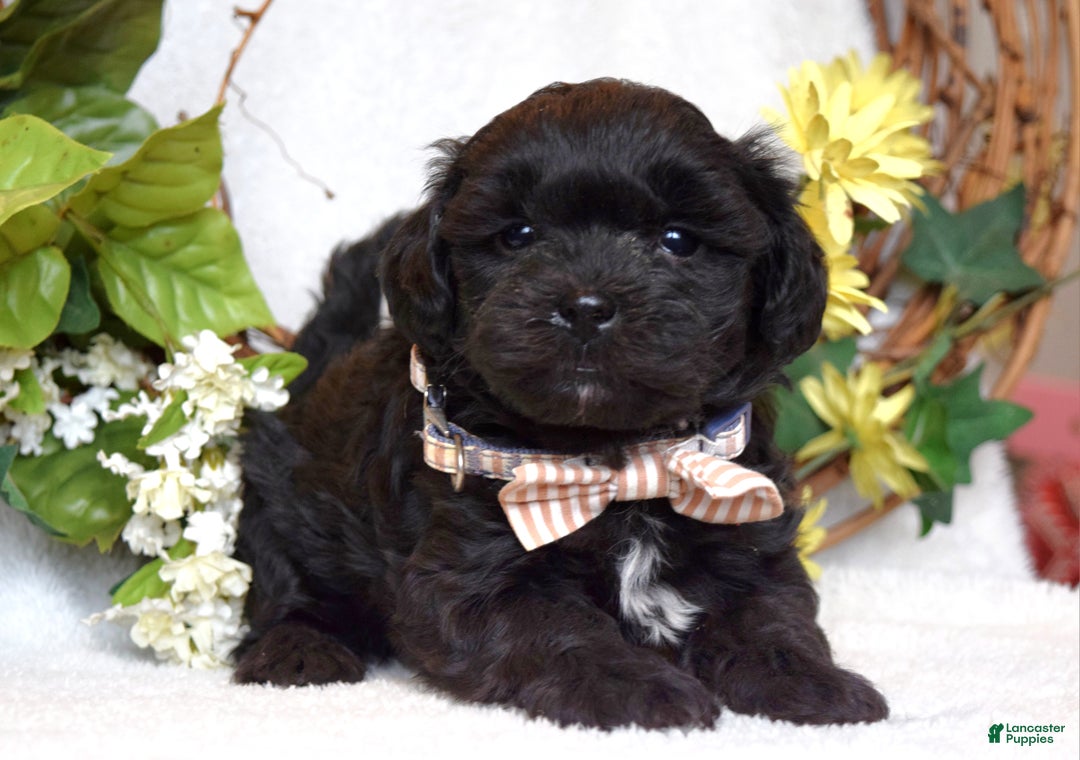 Teddy Bear dogs for sale: Benji - Ad 7