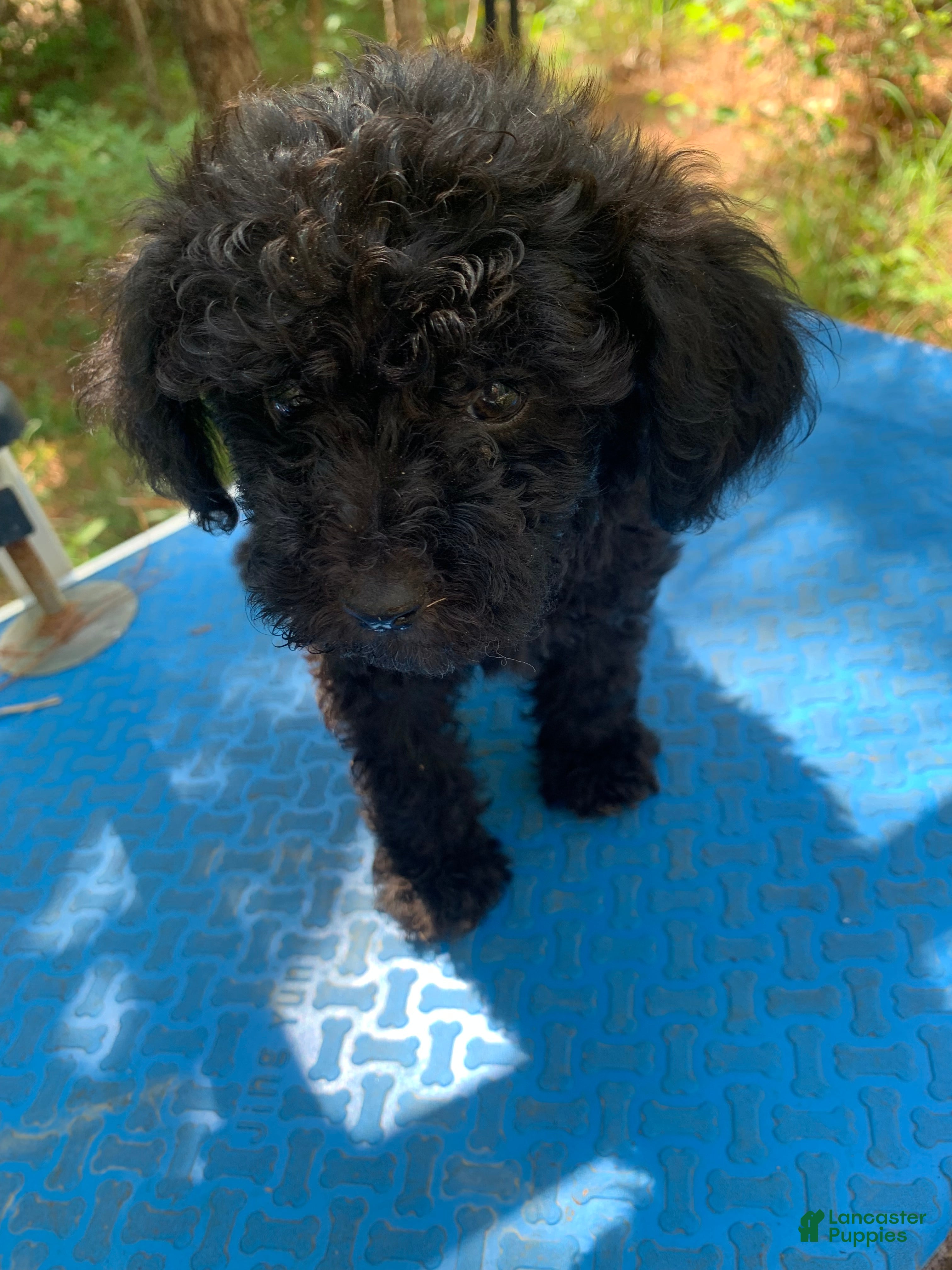 Shihpoo dogs Sweet baby girl  - Ad 9