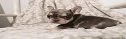 French Bulldog dogs for sale: Lars - Ad 4