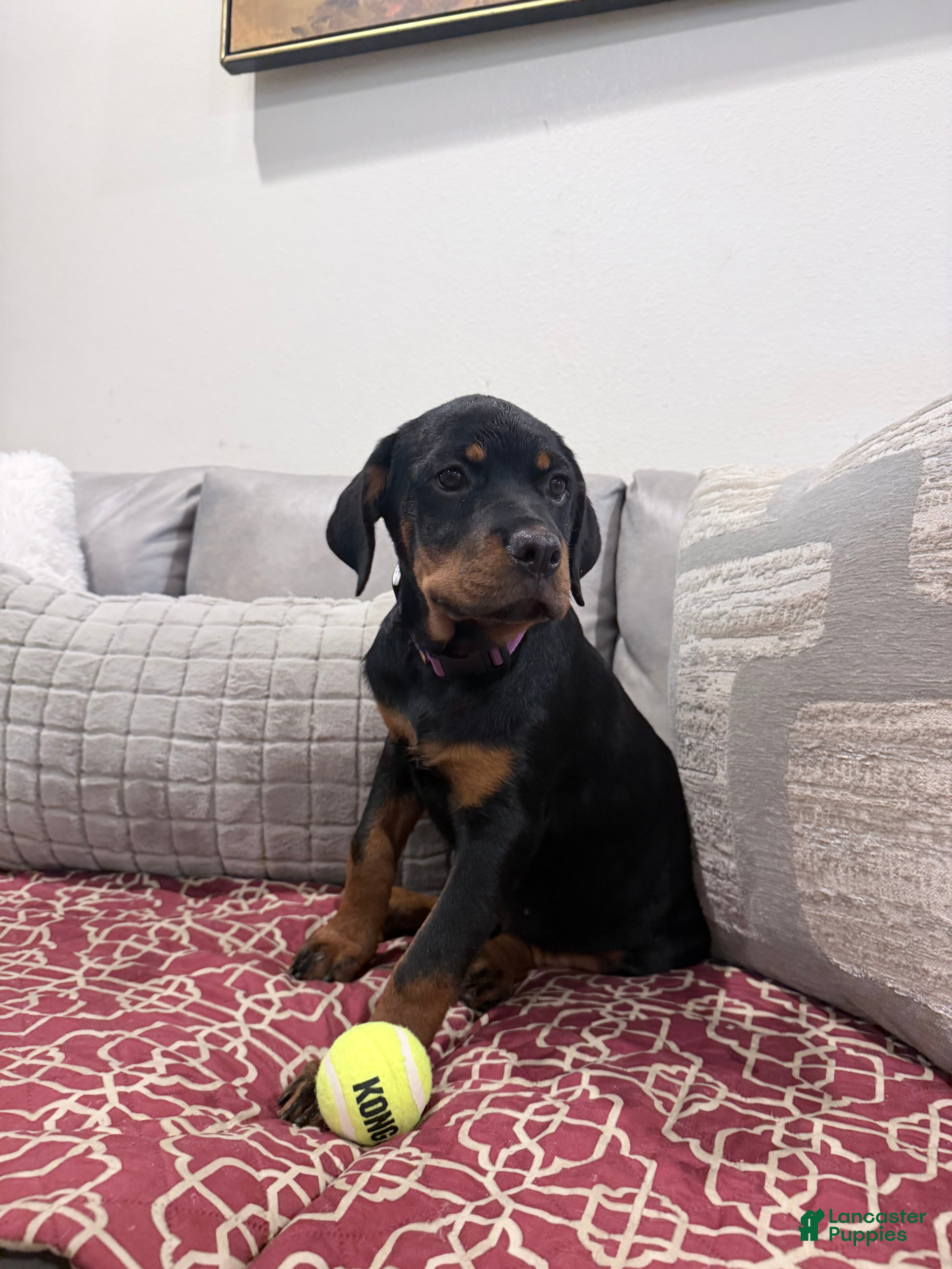 Rottweiler dogs Purple color - Ad 2