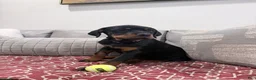 Rottweiler dogs for sale: Purple color - Ad 2