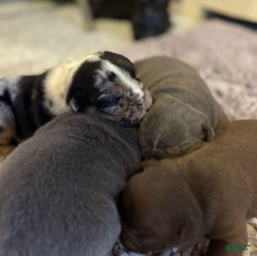 English Bulldog dogs for sale: Ralfy - Ad 6