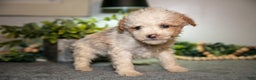 Cavapoo dogs for sale: Manny - Ad 2