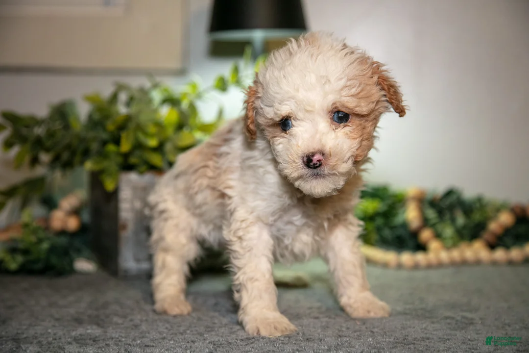 Cavapoo dogs for sale: Manny - Ad 2