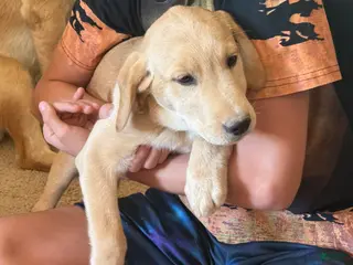 Goldador dogs Dottie - Ad 2