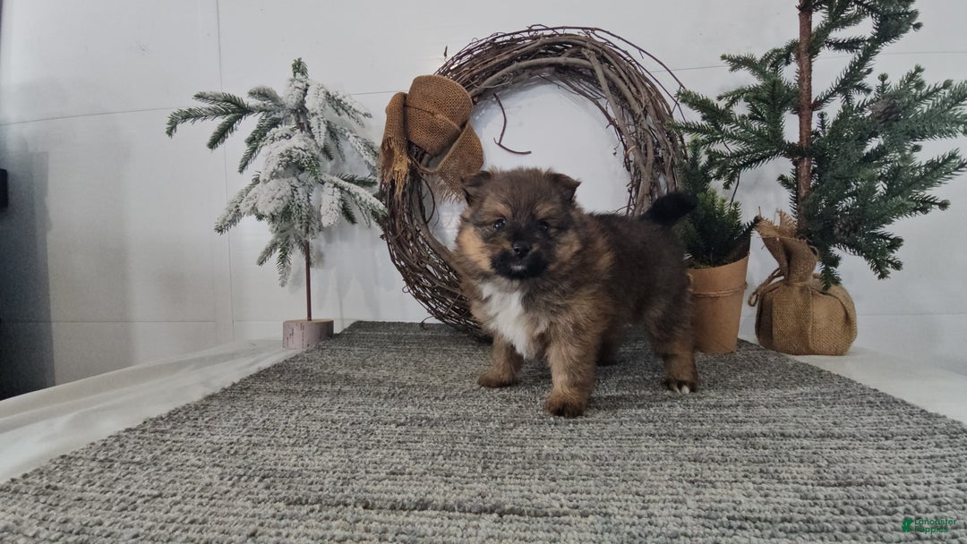 Pomeranian dogs for sale: Cookie - Ad 3