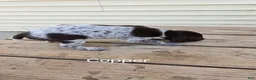 German Shorthaired Pointer dogs for sale: Copper - Ad 4