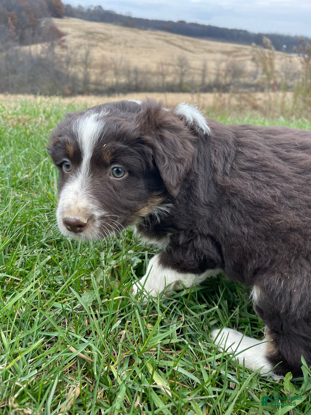 Australian Shepherd dogs for sale: Buddy - Ad 3