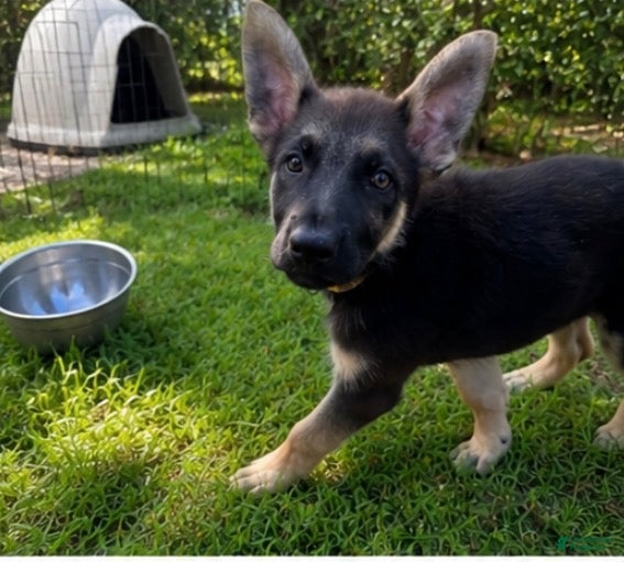 German Shepherd dogs Banana - Ad 37