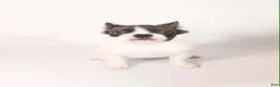 French Bulldog dogs for sale: Ally  - Ad 4