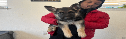 German Shepherd dogs for sale: Beast - Ad 4
