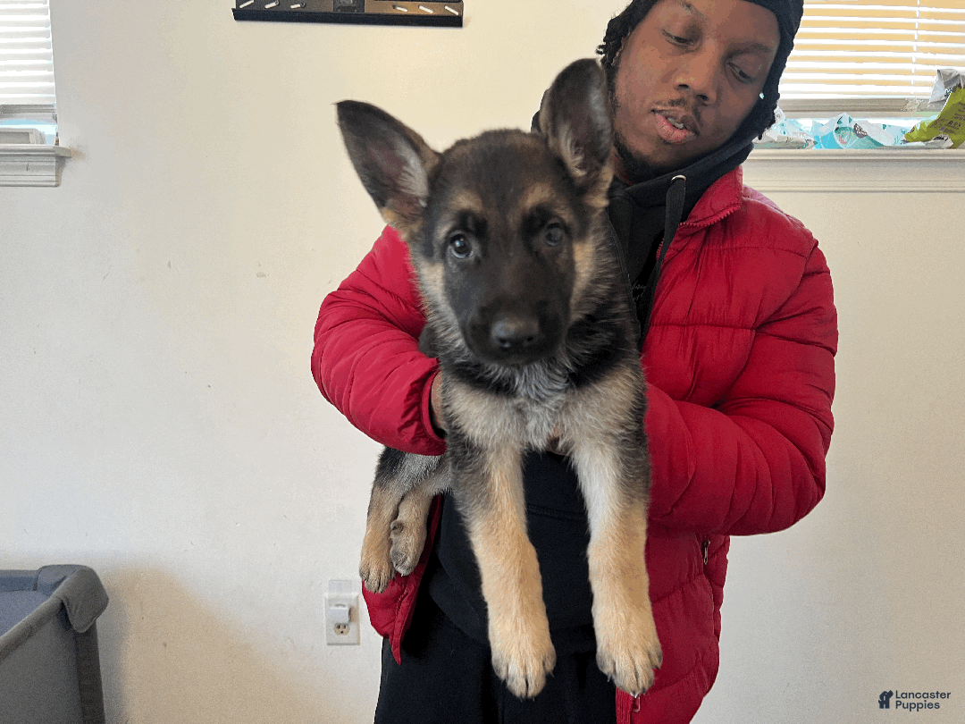 German Shepherd dogs for sale: Beast - Ad 4