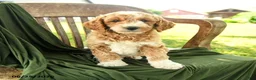Goldendoodle dogs for sale: Bridger - Ad 5