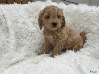 Mini Goldendoodle dogs - Ad 25