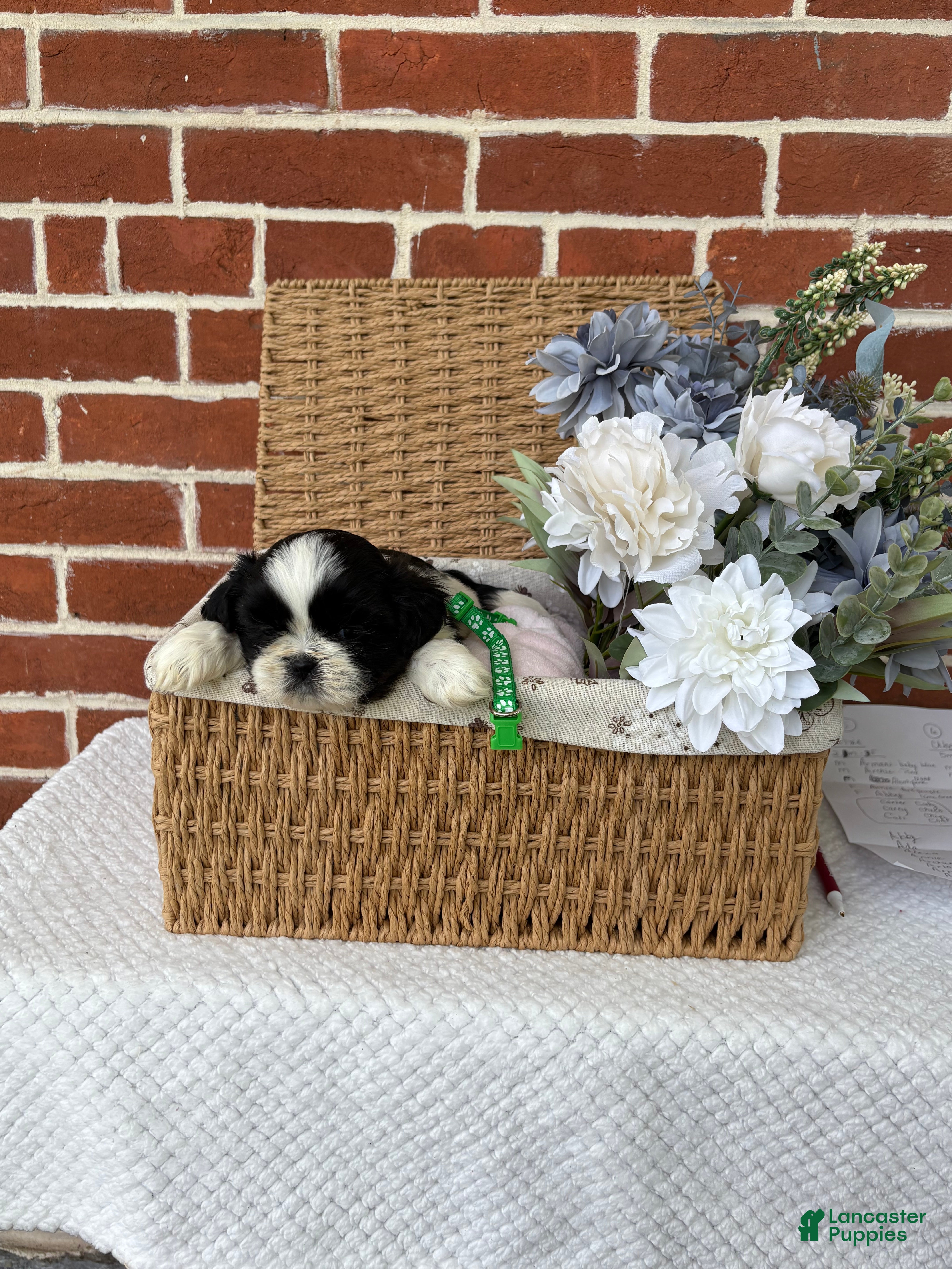 Shih Tzu dogs for sale: Louie - Ad 4