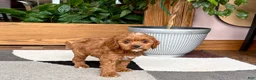 Cavapoo dogs for sale: Cavapoo 1 - Ad 9