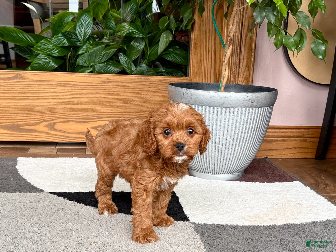 Cavapoo dogs for sale: Cavapoo 1 - Ad 9
