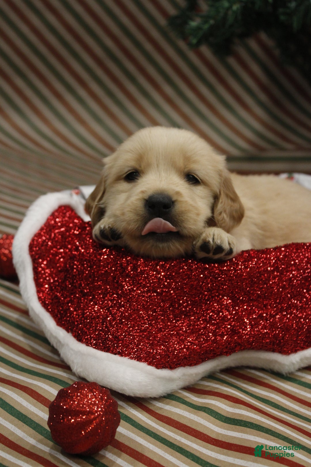 Golden Retriever dogs for sale: Peppermint - Ad 2