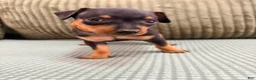 Miniature Pinscher dogs for sale: Lucy - Ad 8