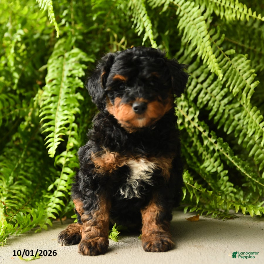 Mini Aussiedoodle dogs Ursula - Ad 2