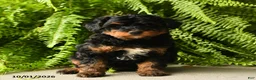Mini Aussiedoodle dogs for sale: Ursula - Ad 2