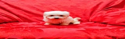 Maltese dogs for sale: Sophie - Ad 1