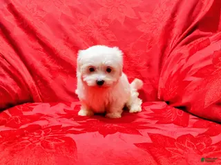 Maltese dogs Sophie - Ad 29