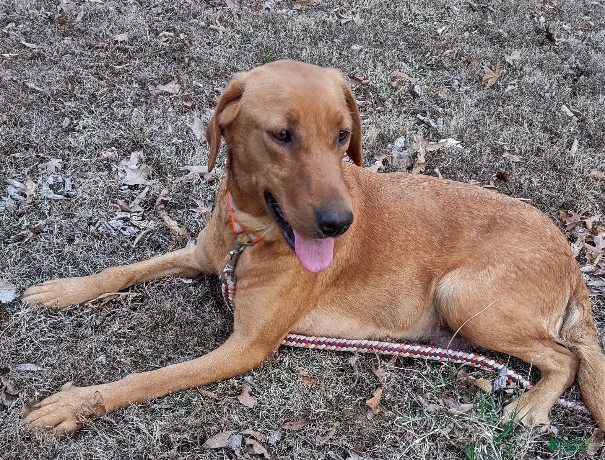 Labrador Retriever dogs Labrador Retriever Blue Collar - Ad 2