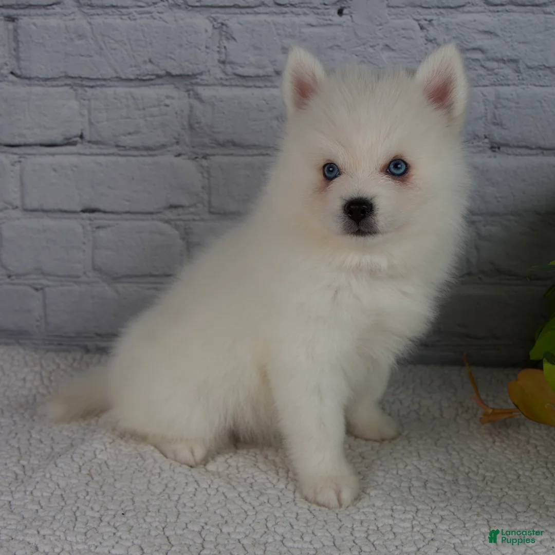 Pomsky dogs for sale: Nova - Ad 1