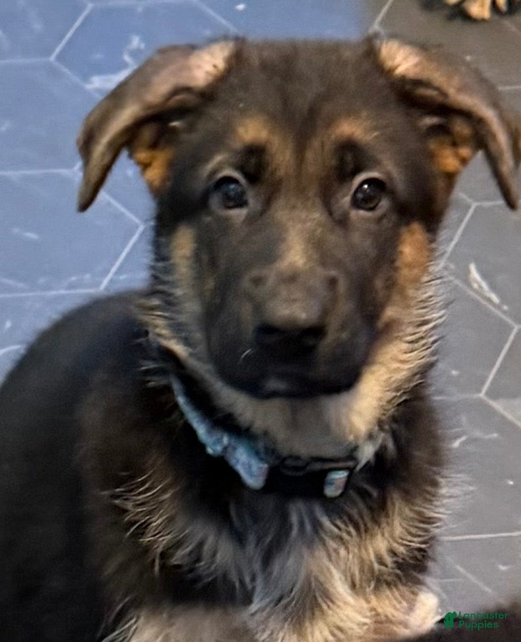 German Shepherd dogs Turquoise collar female - Ad 4