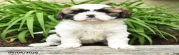 Shih Tzu dogs for sale: Heidi - Ad 4