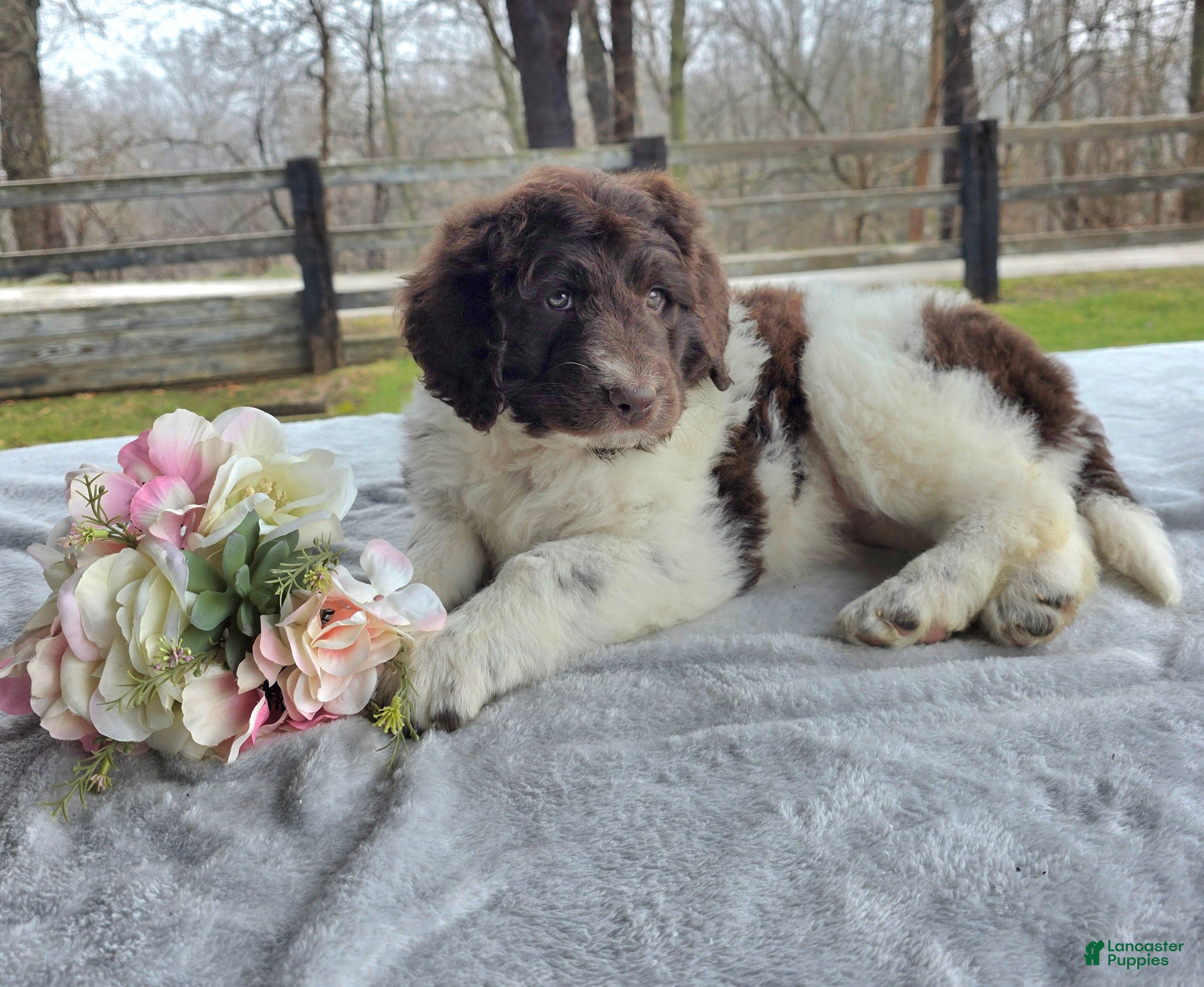 Newfypoo dogs Reba - Ad 2